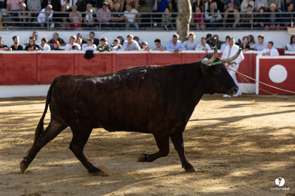 Nogaro Championnat de France de course landaise 2022