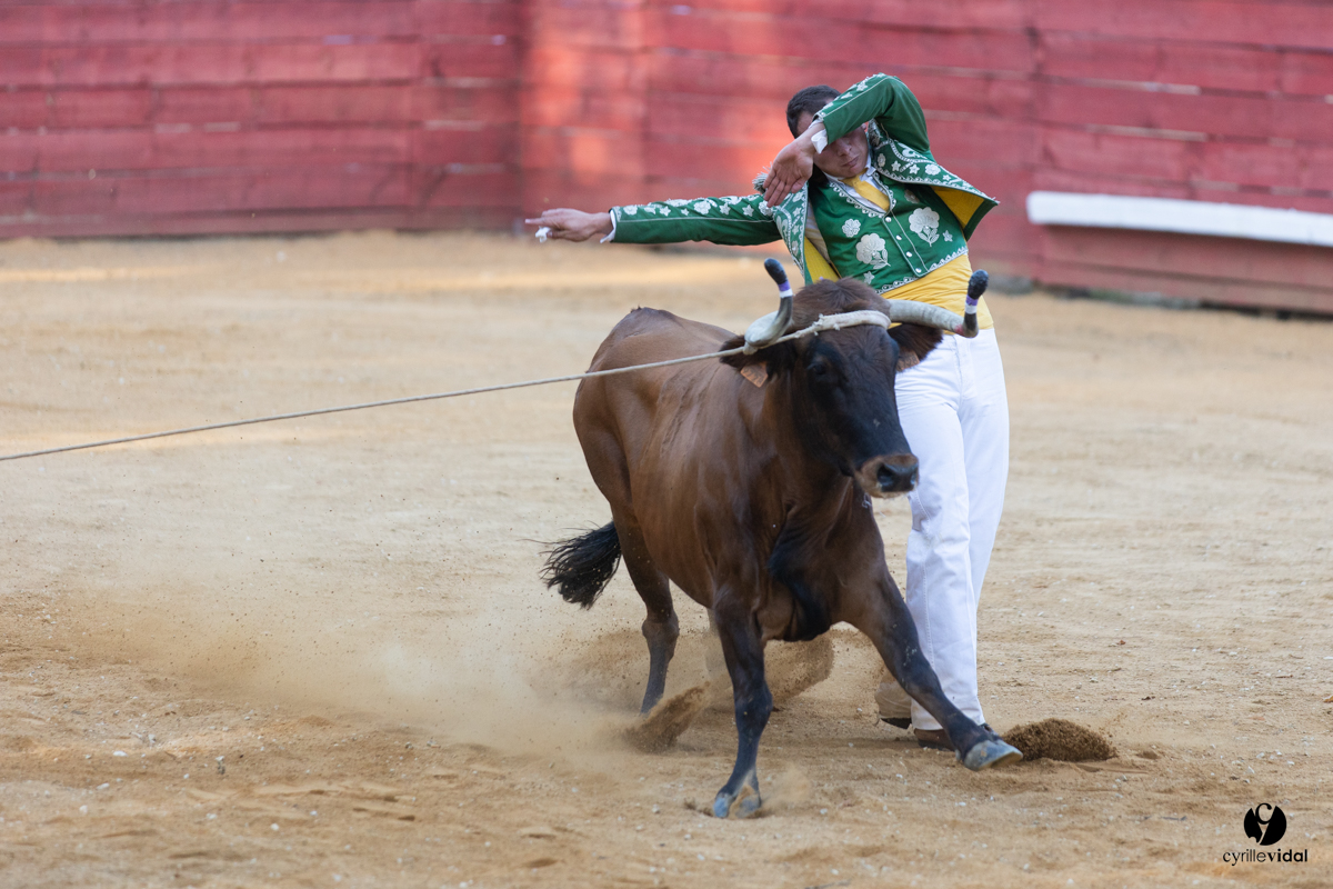Course landaise à Panjas