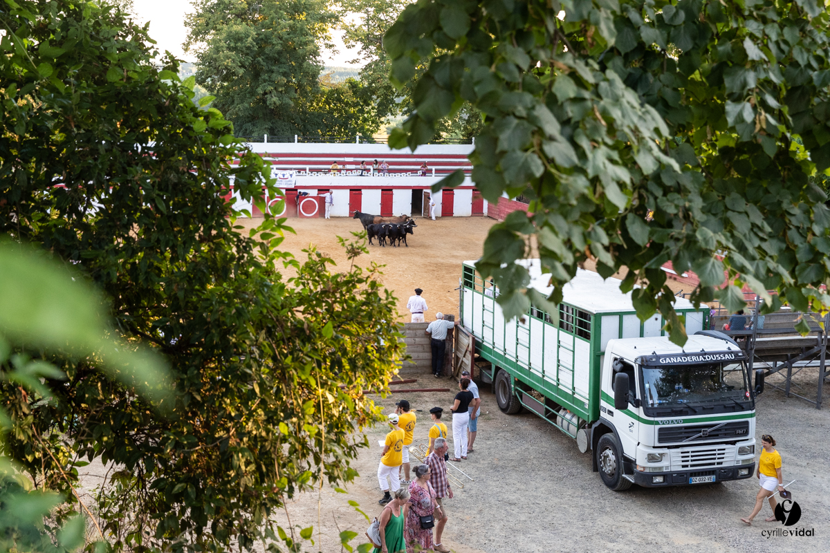 Course landaise à Panjas