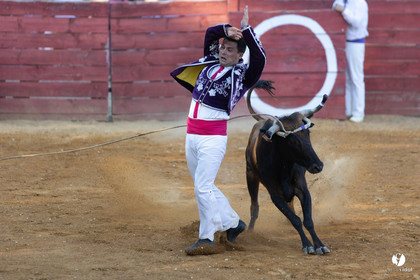 Course landaise à Panjas