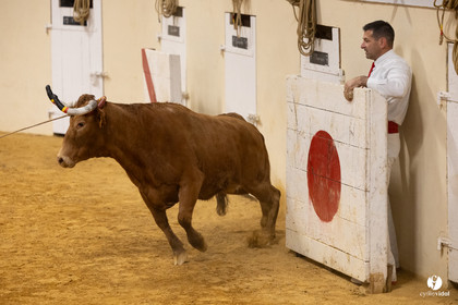 Horsarrieu course landaise du boléro d'Argent