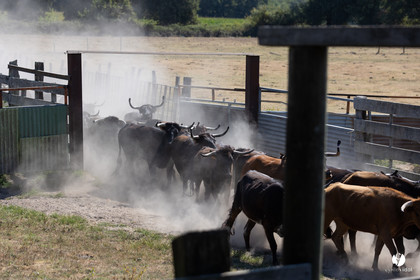 Course landaise à Panjas