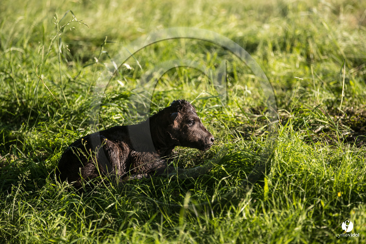 Photos du livre Ganadère landais en 2020