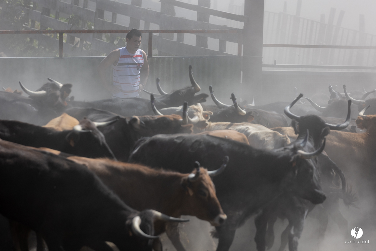 Course landaise à Panjas