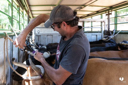Course landaise à Panjas