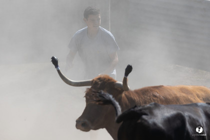 Course landaise à Panjas