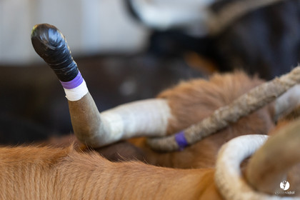 Course landaise à Panjas