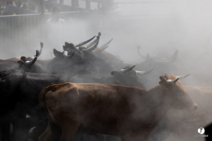 Course landaise à Panjas