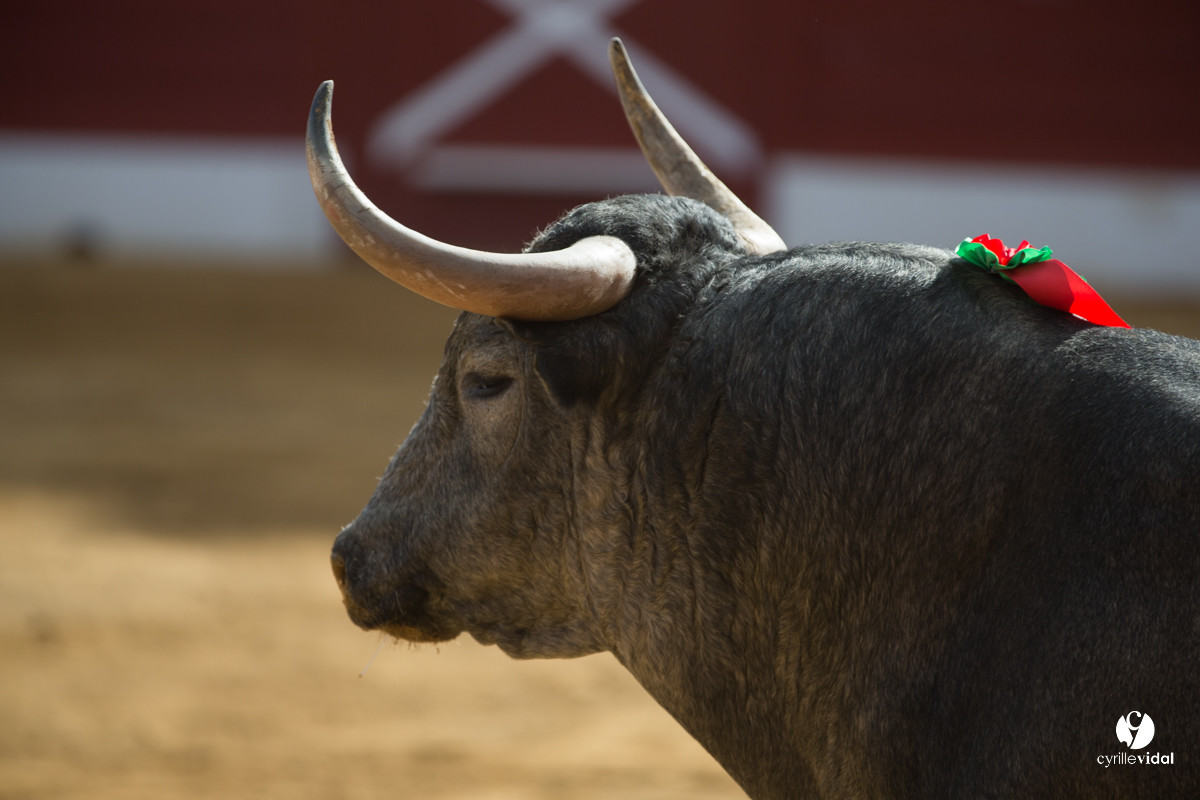 Mont-de-Marsan corrida d'Adolfo Martin