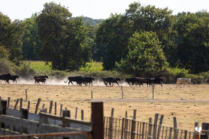 Course landaise à Panjas