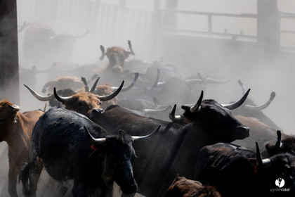 Course landaise à Panjas