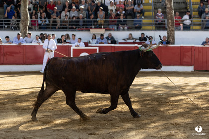 Nogaro Championnat de France de course landaise 2022