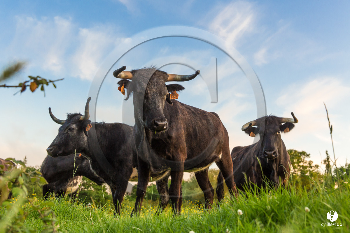 Photos du livre Ganadère landais en 2020