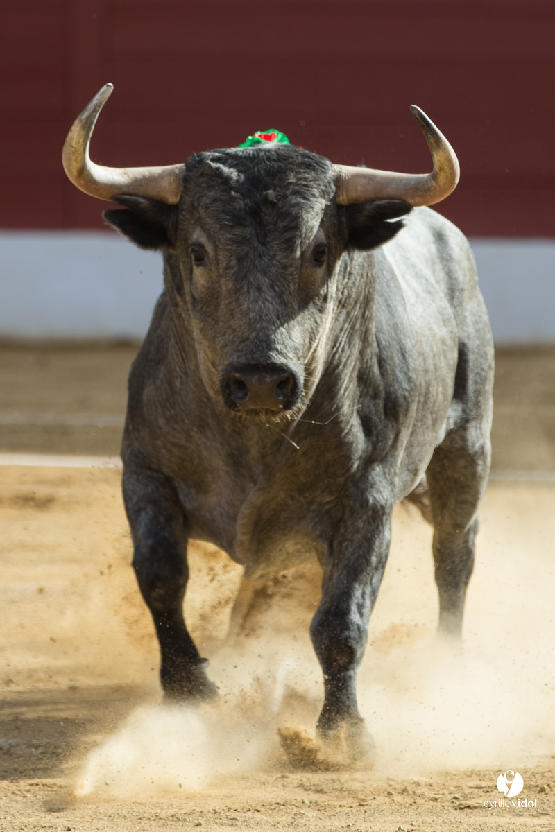 Mont-de-Marsan corrida d'Adolfo Martin
