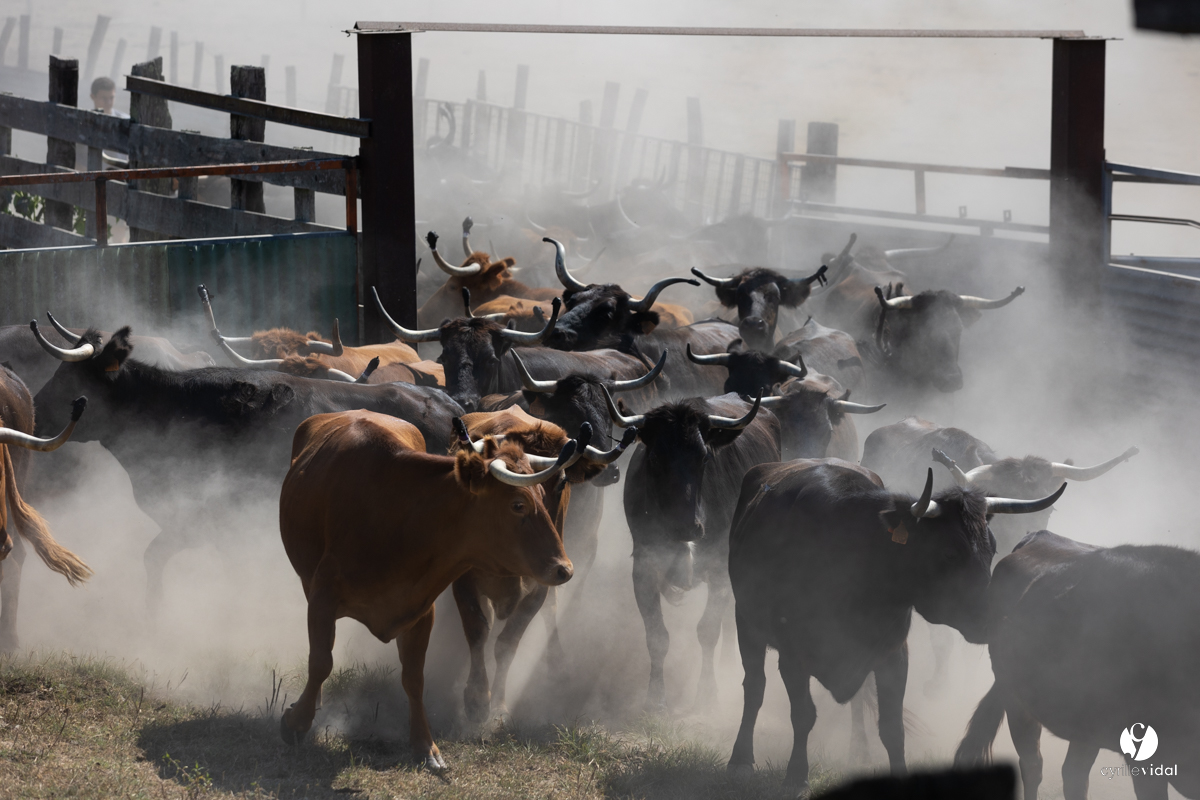 Course landaise à Panjas
