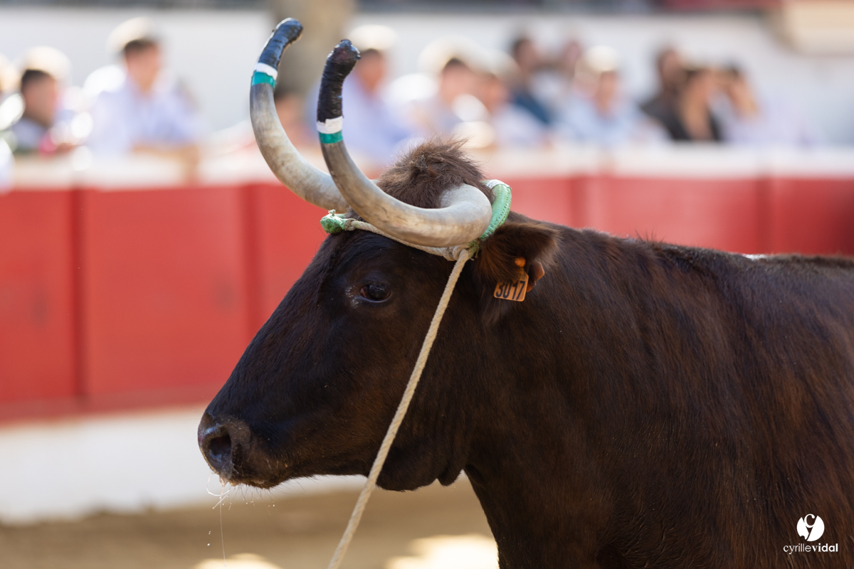 Nogaro Championnat de France de course landaise 2022