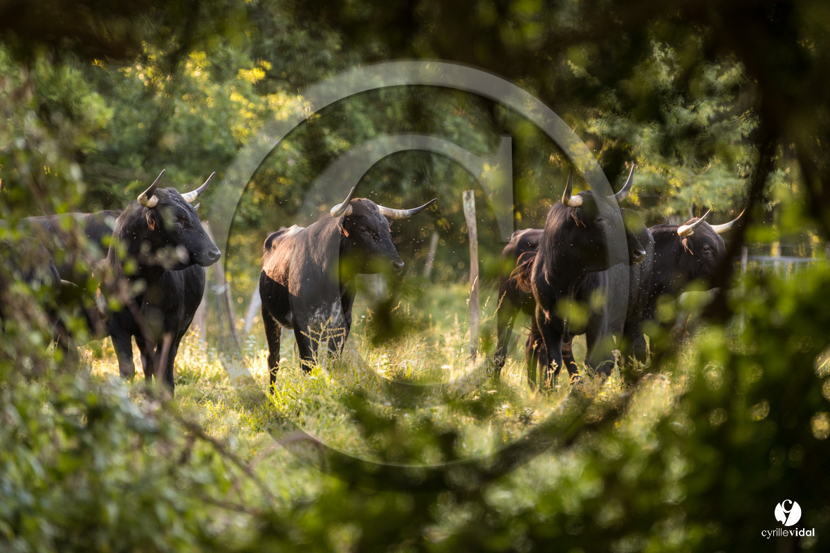Photos du livre Ganadère landais en 2020