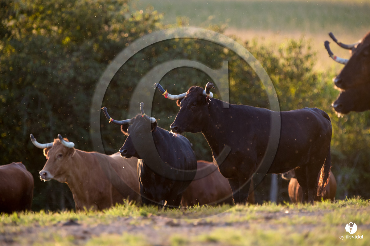 Photos du livre Ganadère landais en 2020