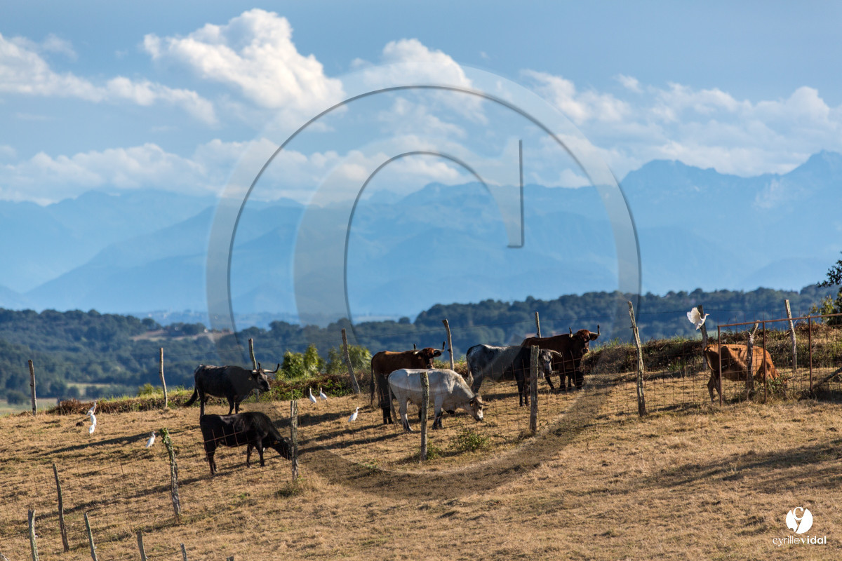 Photos du livre Ganadère landais en 2020
