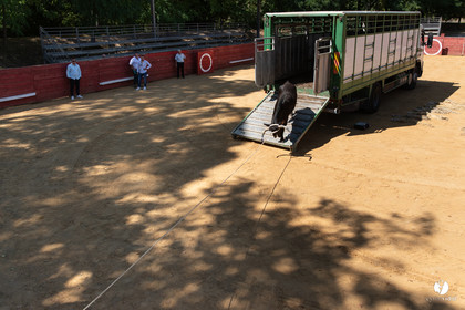 Course landaise à Panjas