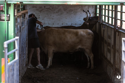 Course landaise à Panjas