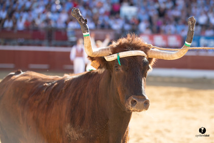 Mont-de-Marsan championnat de France de course landaise 2019