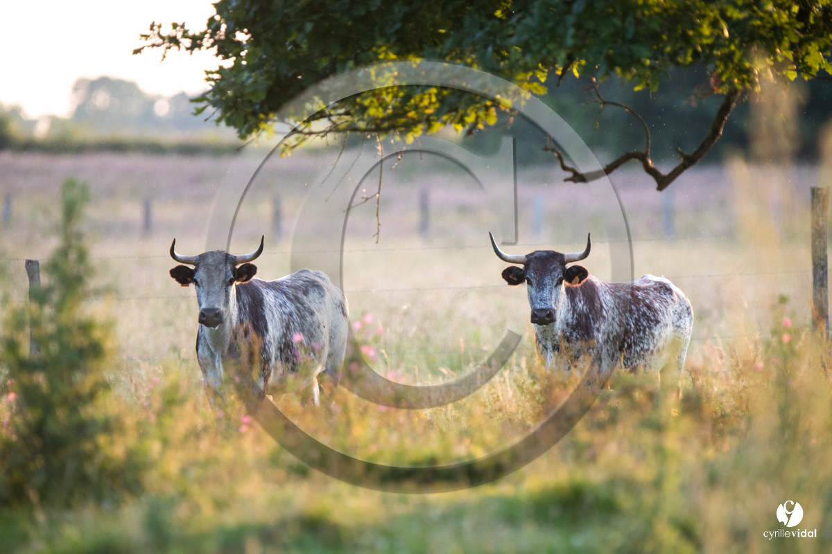 Photos du livre Ganadère landais en 2020