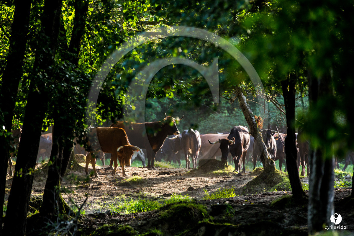 Photos du livre Ganadère landais en 2020
