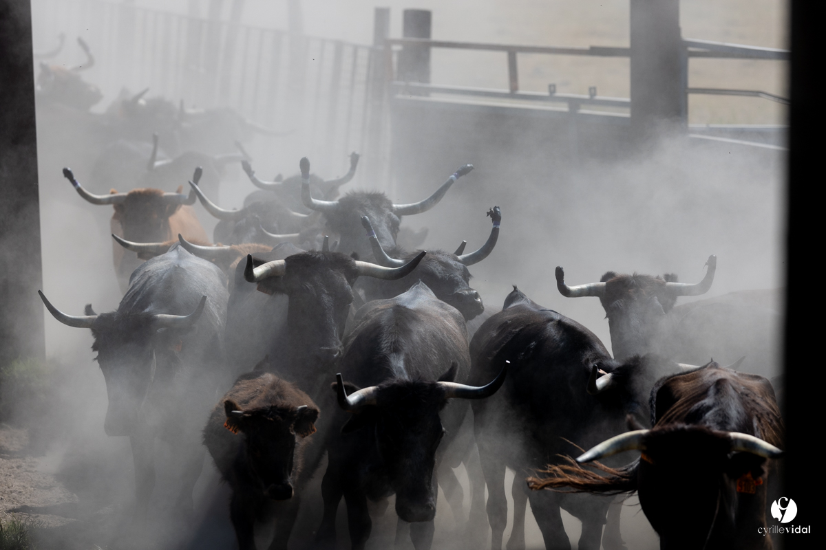 Course landaise à Panjas