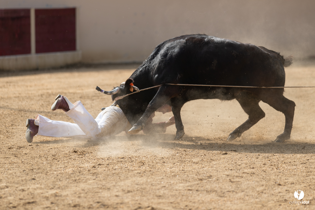 Course landaise Le Houga Ganadéria Dussau Cuadrilla Alexandre Brethes