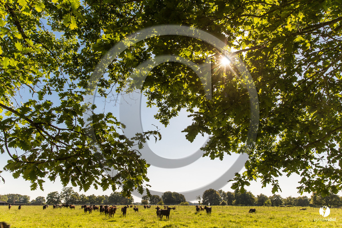 Photos du livre Ganadère landais en 2020