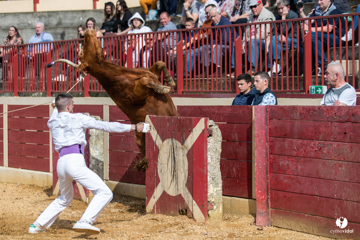 Course landaise Le Houga Ganadéria Dussau Cuadrilla Alexandre Brethes