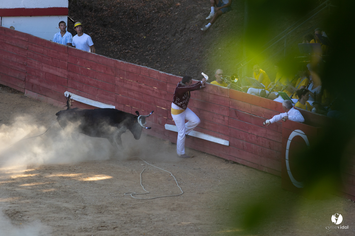 Course landaise à Panjas