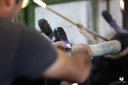 Course landaise à Panjas