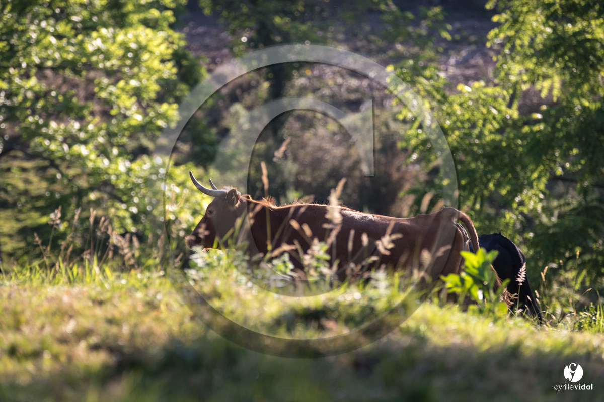 Photos du livre Ganadère landais en 2020