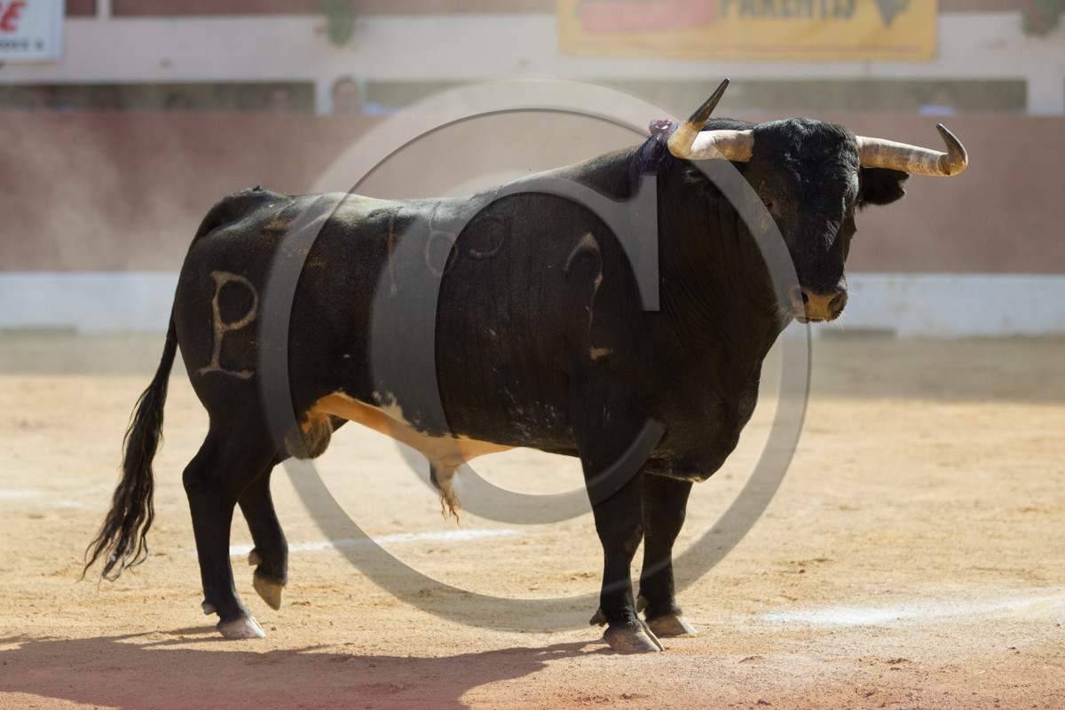 corrida, toro, vic fezensac, alcurrucen, michelito, morenito de aranda
