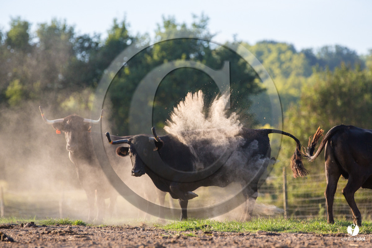 Photos du livre Ganadère landais en 2020