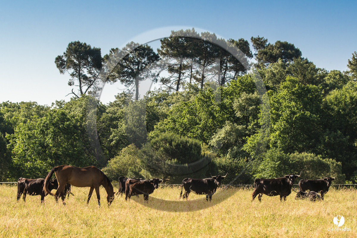 Photos du livre Ganadère landais en 2020