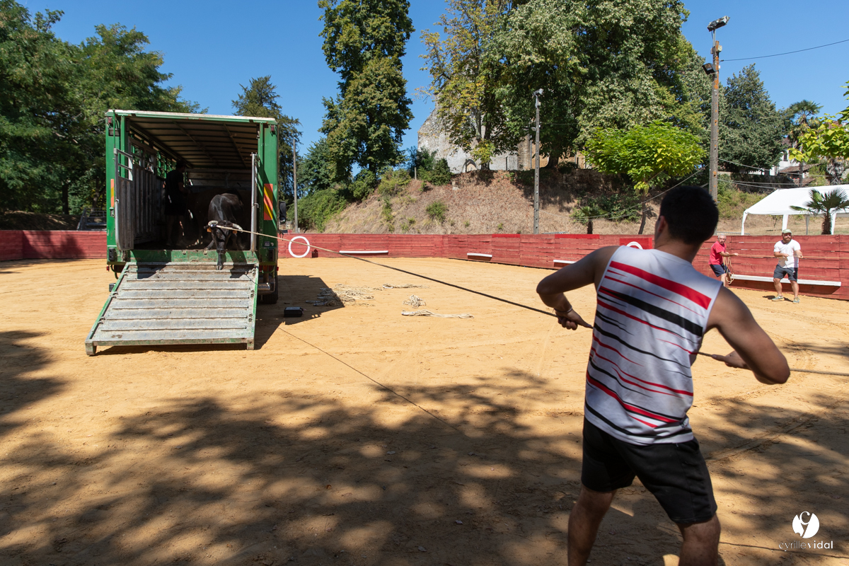 Course landaise à Panjas