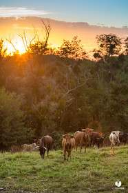Photos du livre Ganadère landais en 2020