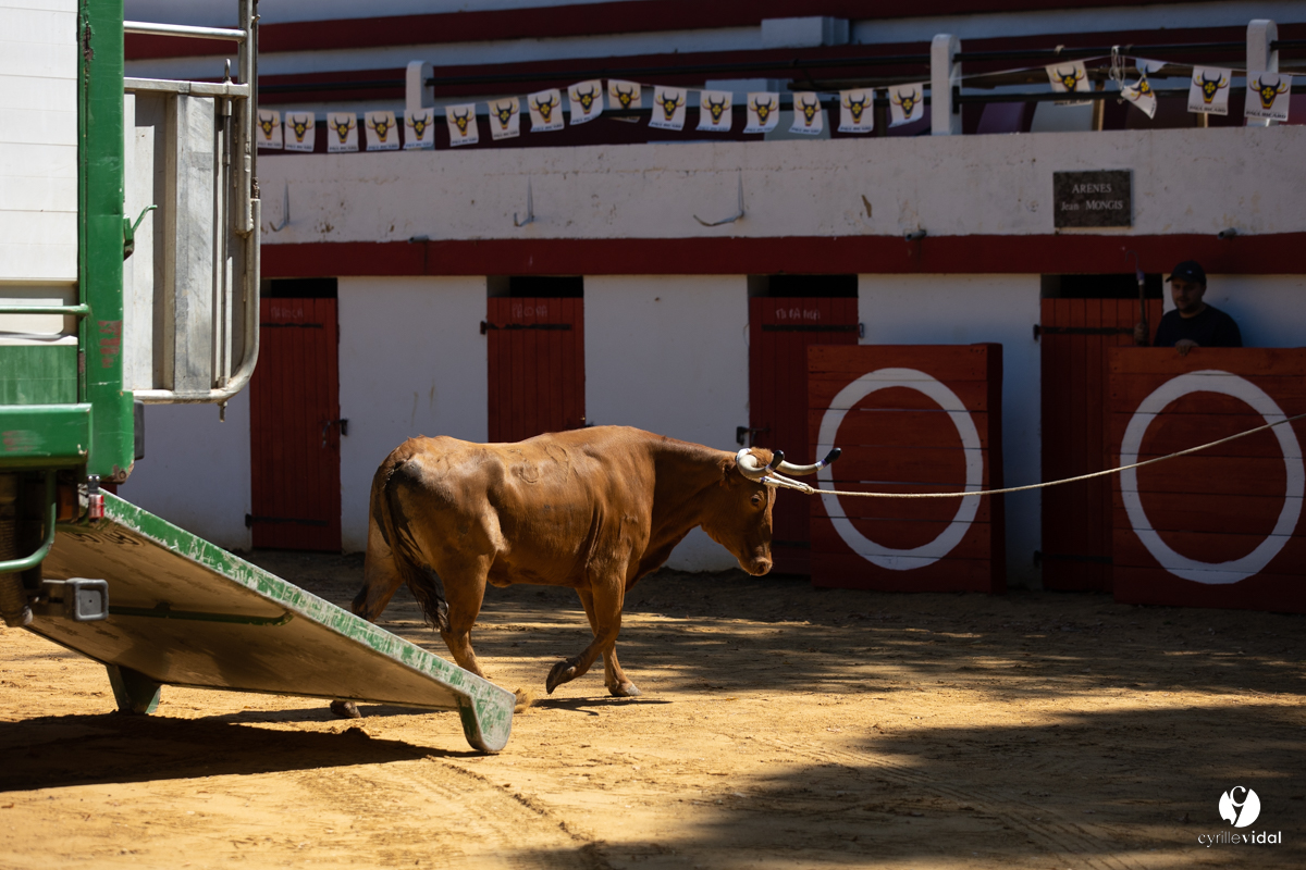 Course landaise à Panjas