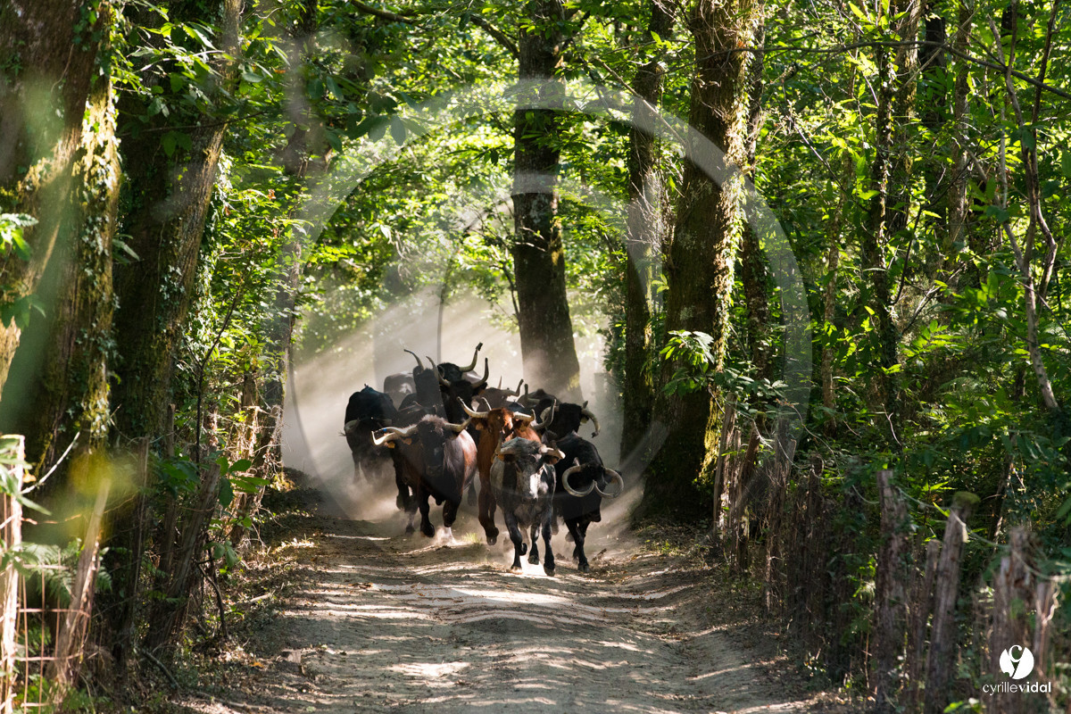 Photos du livre Ganadère landais en 2020