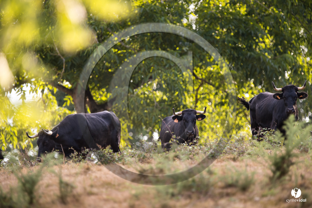 Photos du livre Ganadère landais en 2020