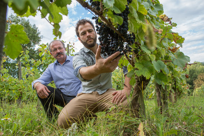 Vignoble Guy et Simon CAPMARTIN