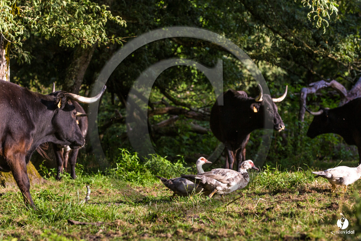 Photos du livre Ganadère landais en 2020