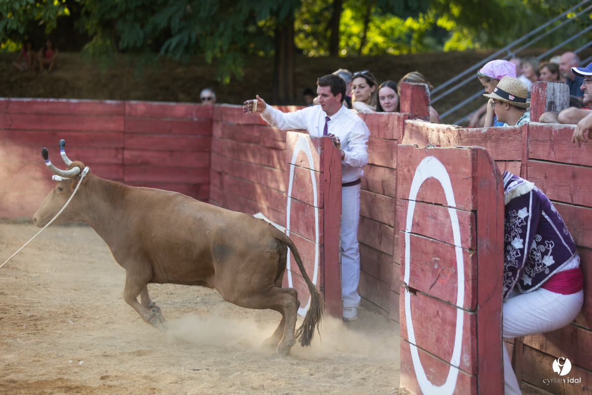 Course landaise à Panjas