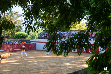 Course landaise à Panjas