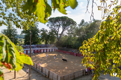 Course landaise à Panjas