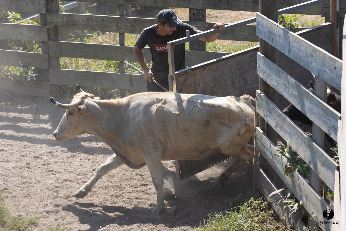 Course landaise à Panjas