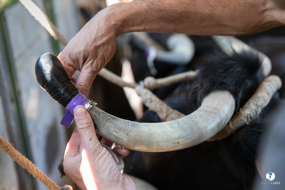 Course landaise à Panjas
